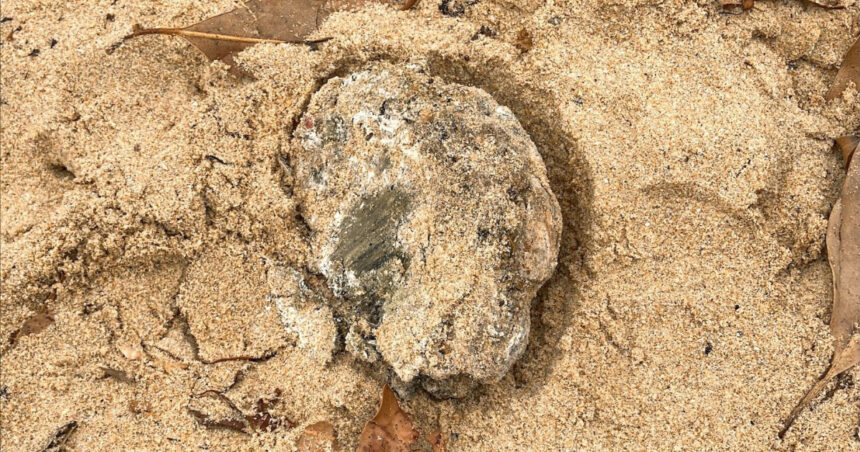 ce contin bilele aparute misterios pe plajele din sydney anuntul autoritatilor din australia 678f9b9f1d412