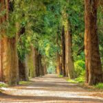 condamnare istorica pentru romania statul obligat sa retrocedeze 17 000 de hectare de padure 678461530ad4c