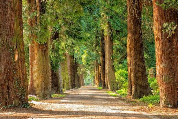 condamnare istorica pentru romania statul obligat sa retrocedeze 17 000 de hectare de padure 678461530ad4c