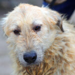 constanta el este rocco catelusul adorabil care viseaza la o familie numai a lui 67869adae0bc8