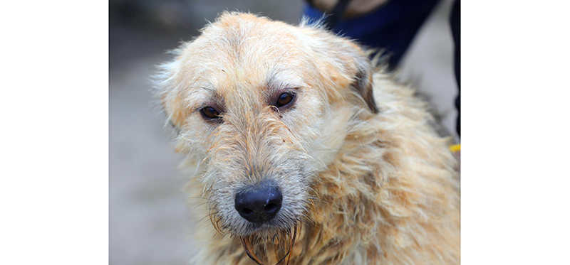 constanta el este rocco catelusul adorabil care viseaza la o familie numai a lui 67869adae0bc8