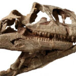craniul enorm al unui dinozaur dintr o specie necunoscuta care a trait acum 200 de milioane de ani a fost descoperit in china 678653aa09682