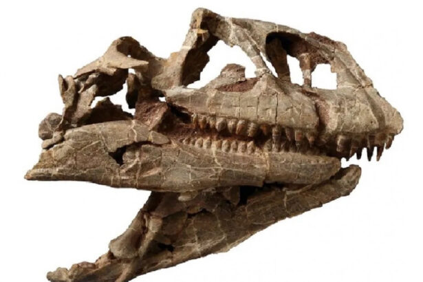 craniul enorm al unui dinozaur dintr o specie necunoscuta care a trait acum 200 de milioane de ani a fost descoperit in china 678653aa09682