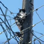 de azi se scumpesc transportul si distributia energiei peste un sfert din factura la curent nu suntem afectati pana la primavara schimbari pentru inca 3 taxe din factura 677476cbdf956