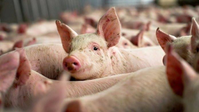focarul de pesta porcina a fost confirmat la ferma detinuta de degaro srl parte a grupului danez premium porc group au fost omorati 49 000 de porci 678e23acb7c60