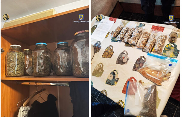 foto canabis la borcan timbre lsd si ciuperci halucionogene toate descoperite in sifonierul unui traficant 67893dea47975