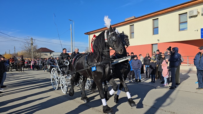 foto video cei mai frumosi cai din mihail kogalniceanu au facut spectacol astazi la competitia organizata de boboteaza ce spun proprietarii cabalinelor 677c0ed63e0ca