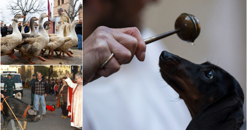 galerie foto cu animalele la biserica slujba speciala intr un lacas de cult din madrid pentru caini pisici cai serpi si vulturi 678ab83835b27