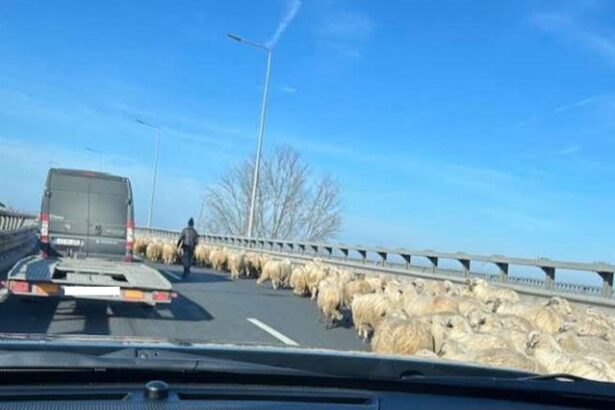 imagini incredibile pe a2 pe podul de la cernavoda o turma de oi a blocat circulatia 67810409b3adf