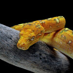 incepe anul sarpelui de lemn ce aduce pentru fiecare zodie in parte 67963122e022e