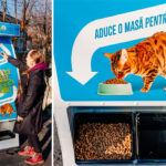 noua idee de reciclare care ar putea hrani pisicile fara stapan are deja succes in capitala 678a93daac3b8