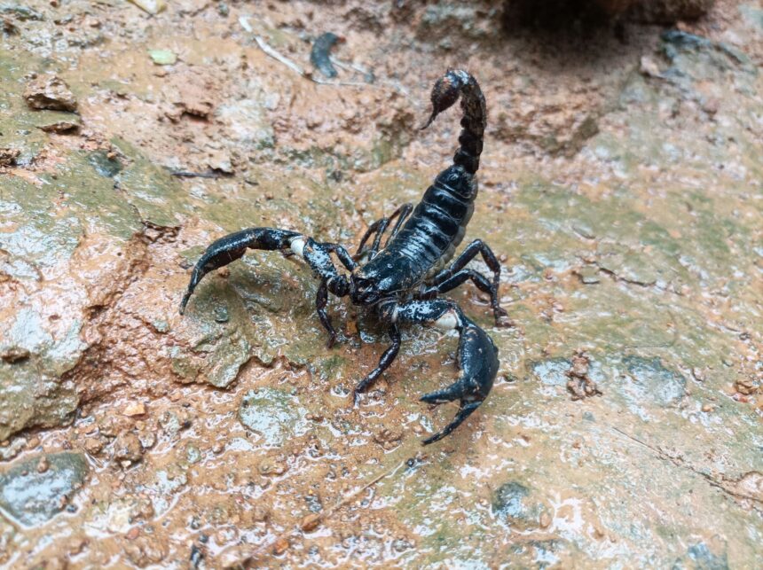 oamenii de stiinta au descoperit un scorpion rar in columbia 67990212d7b9a