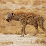 pentru prima data in ultimii 5 000 de ani o hiena patata a fost gasita in egipt 6797a9dde5d81