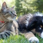 peste 16 mii de controale ale politistilor specializati in protectia animalelor in cursul anului 2024 principalele obligatii ale detinatorilor de animale 6794124b7e50b
