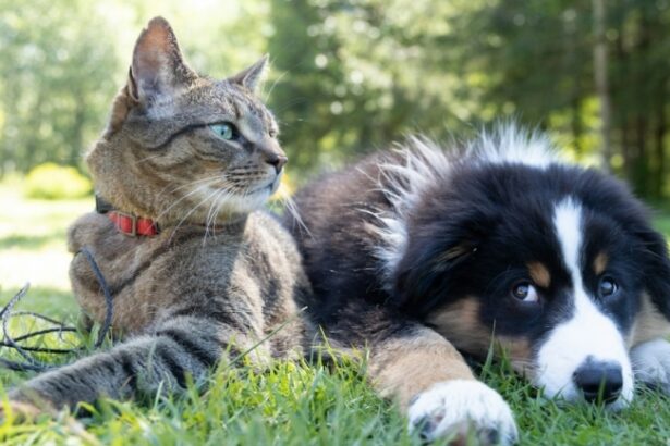 peste 16 mii de controale ale politistilor specializati in protectia animalelor in cursul anului 2024 principalele obligatii ale detinatorilor de animale 6794124b7e50b
