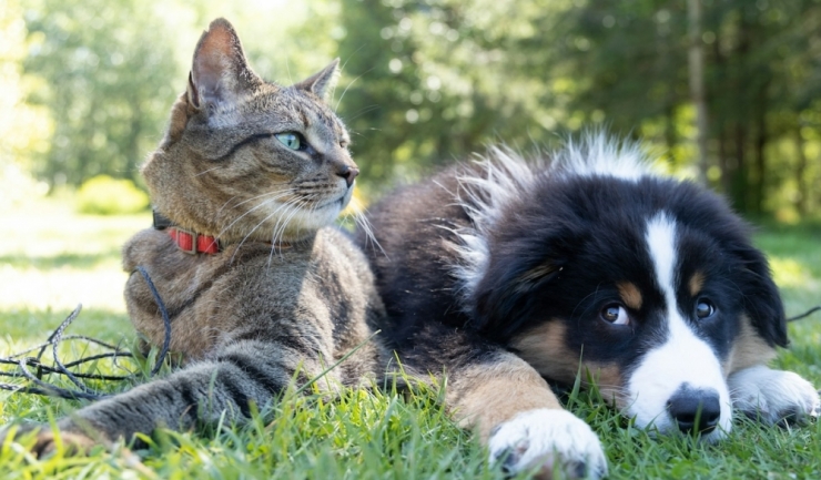 peste 16 mii de controale ale politistilor specializati in protectia animalelor in cursul anului 2024 principalele obligatii ale detinatorilor de animale 6794124b7e50b
