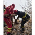 pompierii au salvat un cerb blocat pe gheata o interventie exemplara pentru viata si siguranta 678d27d4ee0cb