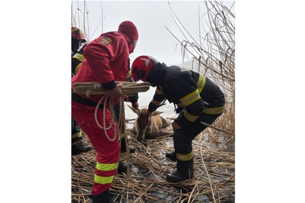 pompierii au salvat un cerb blocat pe gheata o interventie exemplara pentru viata si siguranta 678d27d4ee0cb