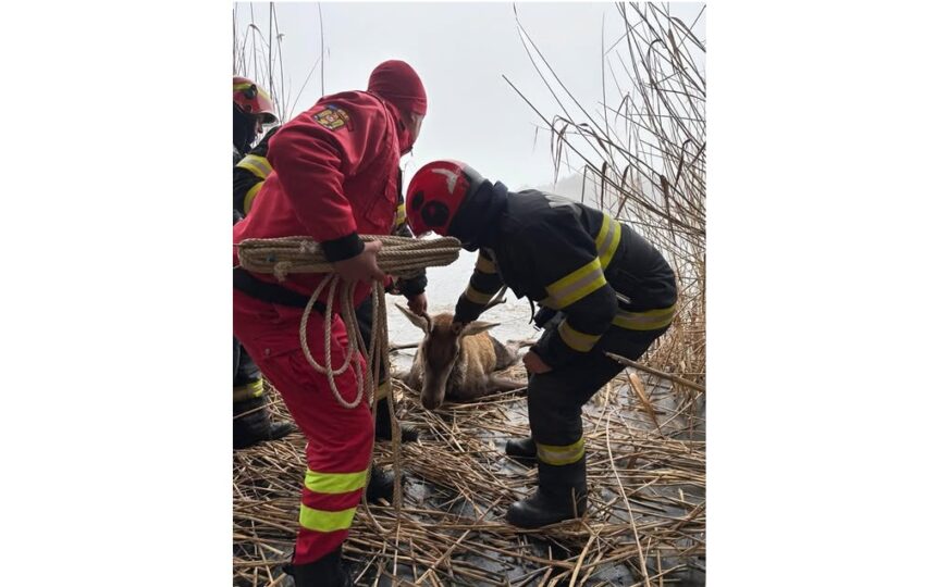 pompierii au salvat un cerb blocat pe gheata o interventie exemplara pentru viata si siguranta 678d27d4ee0cb