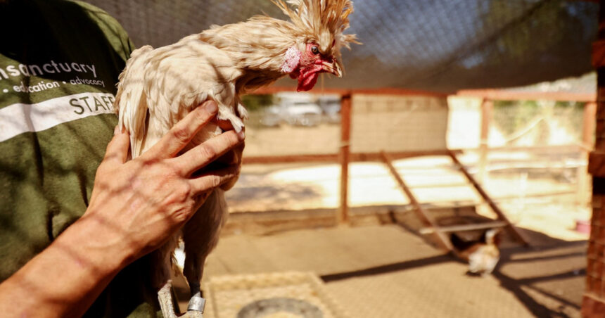 sua aloca peste 300 de milioane de dolari pentru combaterea gripei aviare circulatia virusului h5n1 ingrijoreaza autoritatile 6779525e85818