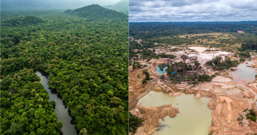 traficanti de droguri mineri ilegali si disidenti tripla alianta din inima amazonului care devasteaza cea mai mare padure tropicala 677cb992e89b9