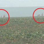video animalele salbatice fac prapad in cautare de hrana zeci de hectare de rapita si grau din iasi distruse de turmele de caprioare 679c5a2da90e6