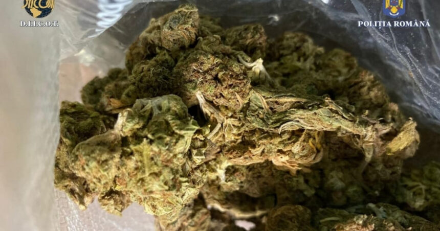 video droguri ascunse printre alimente patru traficanti arestati dupa o captura de 37 de kilograme de canabis 679ce34e794e0