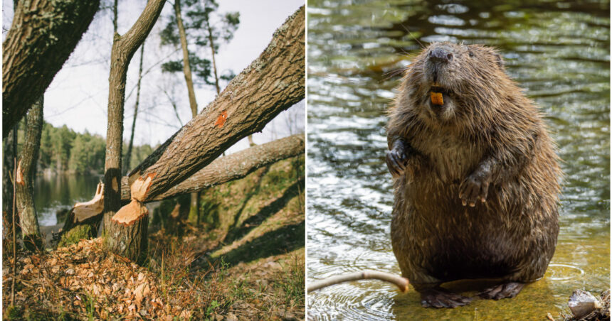video invazie de castori in oradea rozatoarele au distrus copacii de pe malul crisului repede ce masuri iau in calcul autoritatile 67889b164eeea