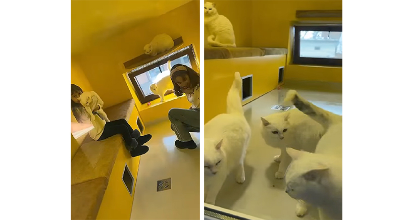 video la mate cafeneaua cu pisici peste 100 de feline ii incanta pe clientii de toate varstele 6788172f43448