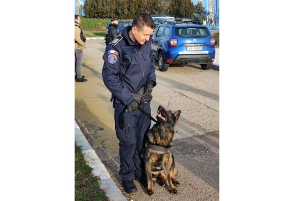video linda o femela ciobanesc german parte din echipa politiei de frontiera a participat azi la razia de la iesire din mangalia 6777ad5b2a7c1