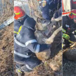 video momentul in care un pui de caprioara este salvat dintr un iaz inghetat de pompierii din suceava 67869d5c21f30
