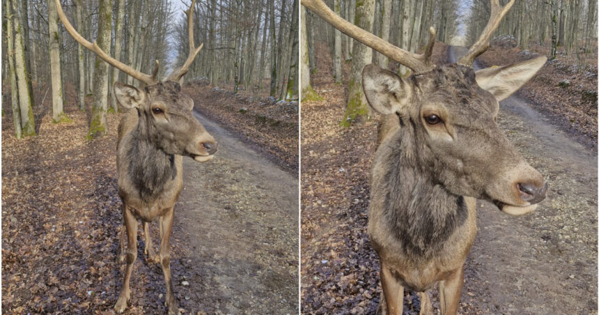 video povestea cerbului johnny prietenul padurarilor din maramures l am crescut de mic cu biberonul 678625c310ced