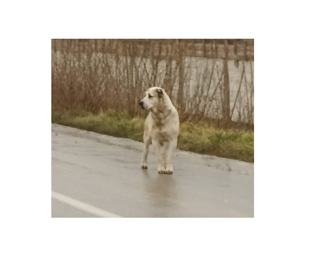 video socant un barbat din cobadin a fost muscat de organul genital de un caine de la stana victima a fost operata de urgenta 67877577bc927