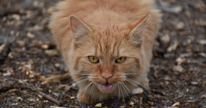 video un barbat din olt la un pas de moarte dupa ce a fost zgariat de o pisica a ajuns la spital in stare grava la sase zile de la incident 67879680c7f46