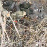 analiza fortele nord coreene cea mai recenta armata de unica folosinta destramata in razboiul rusiei impotriva ucrainei 67a87decc6761