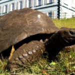 broasca testoasa jonathan cel mai batran animal terestru in viata cati ani are si ce record a mai batut 67bb839156410