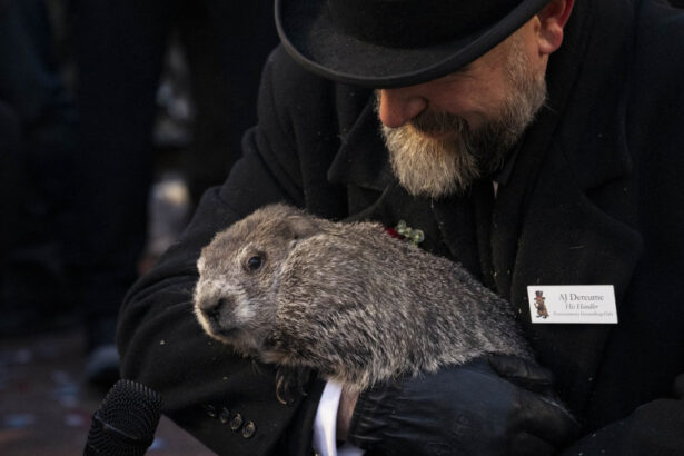 cat mai tine vremea de iarna ce a prezis marmota phil cel mai cunoscut meteorolog din sua 679fa27b6219e