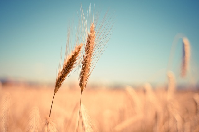 cererea globala de grau va fi afectata de recoltele locale si problemele economice 67a5d20598122