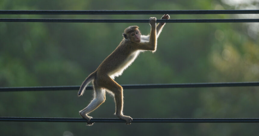 cum a reusit o maimuta sa provoace o pana generalizata de curent in sri lanka 67a8bd59df03c