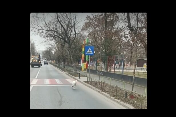 foto cangur alb pe strazile din bucuresti oamenii spun ca ar fi al lui nutu camataru 67ac9a946e009
