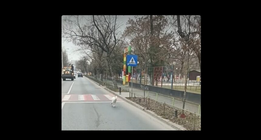 foto cangur alb pe strazile din bucuresti oamenii spun ca ar fi al lui nutu camataru 67ac9a946e009