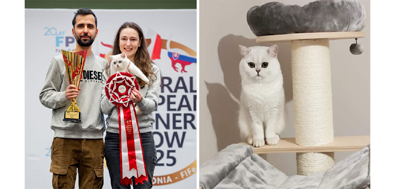 foto el este nexus din romania motanelul a fost recunoscut drept cel mai frumos pisoi din europa 67c20e106728f