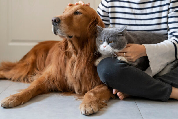 frauda de 150 000 de euro cu animale de companie inexistente o grupare spaniola a fost arestata dupa pacalirea a peste 100 de oameni 67a35b39b9716