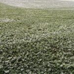 galerie foto cum arata gazonul din giulesti inainte de rapid fc botosani 67b36fb719cae