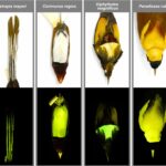 majoritatea pasarilor paradisului sunt biofluorescente arata un studiu 67bb3b04288e4