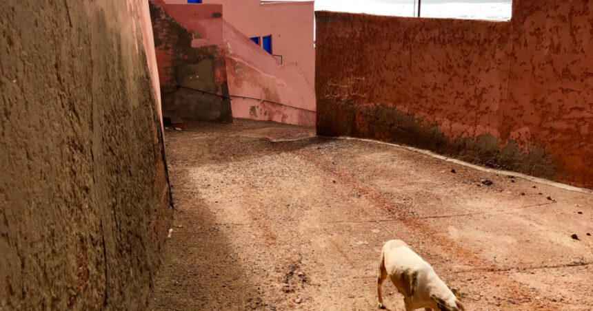 marocul ar putea ucide trei milioane de caini vagabonzi pentru a curata strazile inainte de cupa mondiala de fotbal 2030 67b08ab1837db