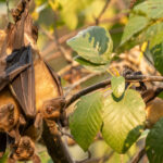 o boala necunoscuta a ucis cel putin 50 de oameni in congo focarul a plecat de la trei copii care au mancat un liliac ce spune oms 67bf93afd491e