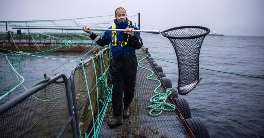 o companie ofera recompense pentru prinderea celor 27 000 de somoni care au evadat in largul norvegiei 67ac60a8b317b