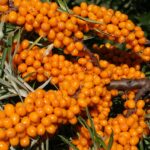 o plantatie de catina va fi infiintata in comuna istria consiliul judetean constanta a eliberat documentele necesare 67ac57daaabd8