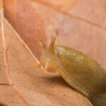 pentru prima data a fost obtinut genomul complet al unei specii remarcabile 67aa1fda48ce2